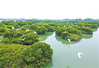 湛江1.jpg